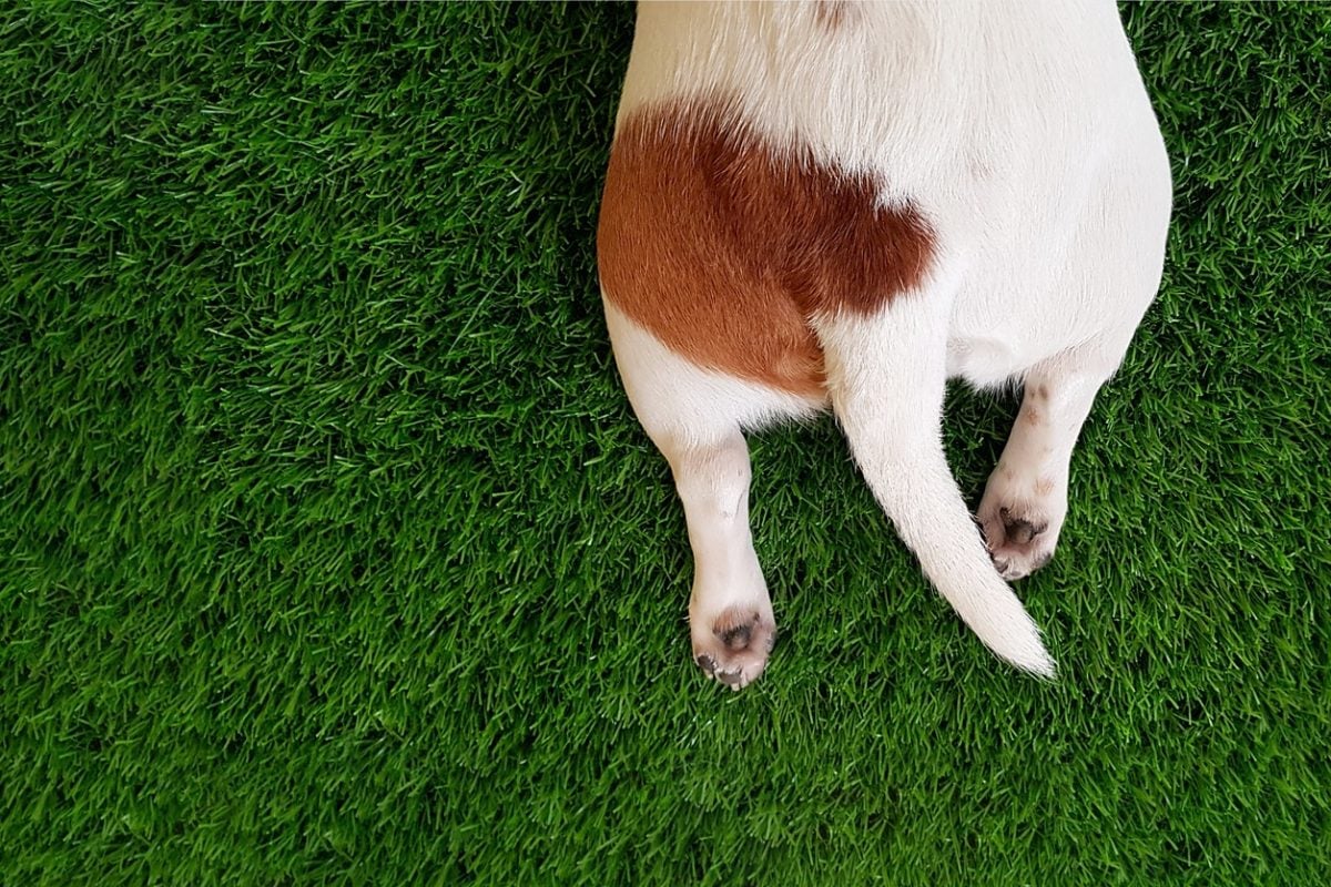 El corte de cola en cachorros causa dolor y elimina una estructura que participa en el equilibrio y en la comunicación entre perros.jpg